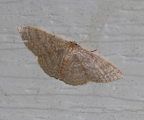 Common Tan Wave - Pleuroprucha insulsaria 
Width: 15 mm. Pale tan wings with faint, scalloped lines as markings. The diffuse median line is the most noticeable marking. 

Habitat: Attracted to a 395 nm LED light on in a semi-rural area. Common tan wave moth,Geotagged,Pleuroprucha insulsaria,Summer,United States,moth,moth week 2019