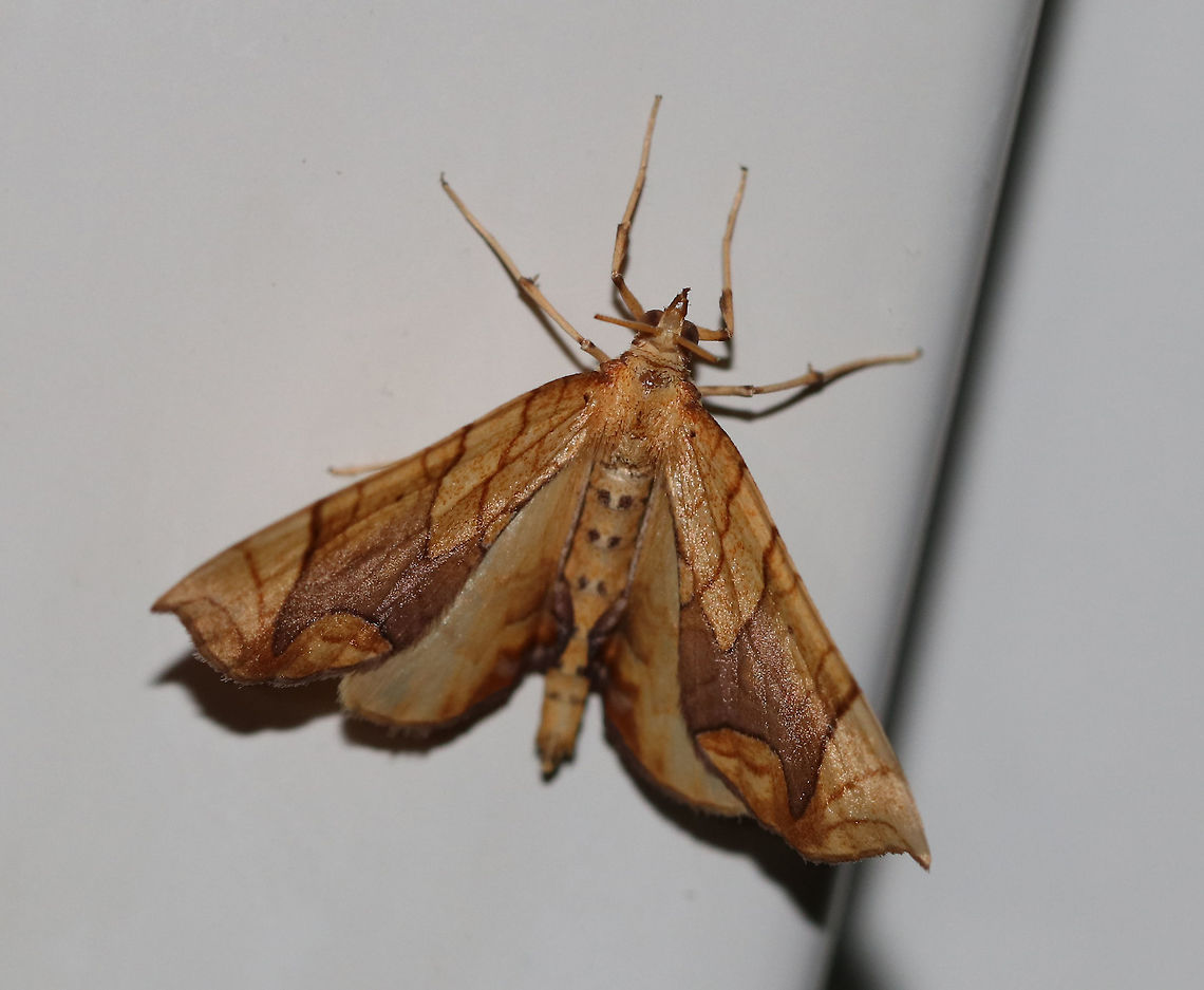 Lesser Grapevine Looper Moth - Eulithis diversilineata This moth positions itself upside down and then flips its abdomen raised above its wings. It was about 30 mm long. It had pale orange forewings that were crossed by fine brown lines. The inner median are was tinted lilac/brownish. The midpoint of the postmedian line forms a long, outward pointing spike.<br />
<br />
Habitat: Attracted to a 395 nm LED light in a semi-rural area. Eulithis diversilineata,Geotagged,Lesser grapevine looper,Summer,United States,moth,moth week 2019