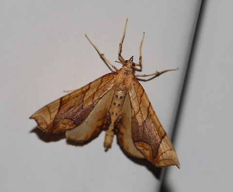 Lesser Grapevine Looper Moth - Eulithis diversilineata This moth positions itself upside down and then flips its abdomen raised above its wings. It was about 30 mm long. It had pale orange forewings that were crossed by fine brown lines. The inner median are was tinted lilac/brownish. The midpoint of the postmedian line forms a long, outward pointing spike.

Habitat: Attracted to a 395 nm LED light in a semi-rural area. Eulithis diversilineata,Geotagged,Lesser grapevine looper,Summer,United States,moth,moth week 2019
