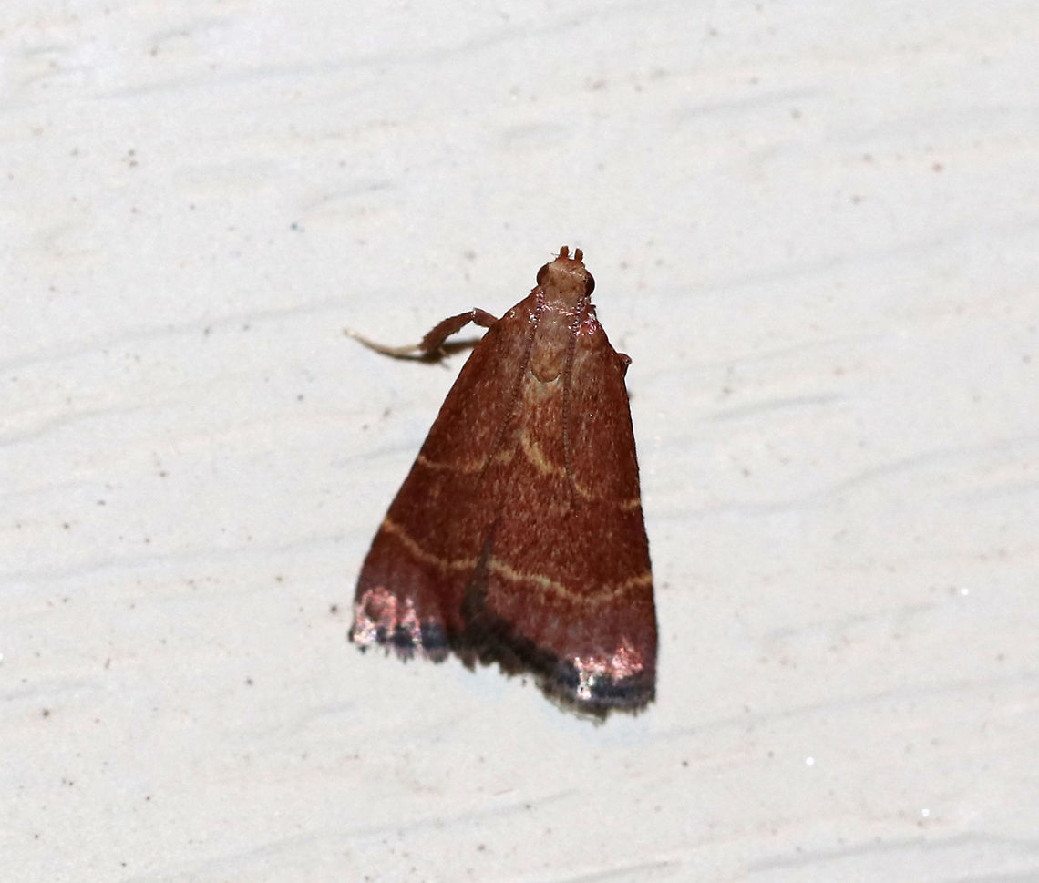 Posturing Arta Moth - Arta statalis Total length: 10 mm. Reddish brown forewings with two tan/yellow lines crossing them. This moth was resting with its forelegs pushed up.<br />
<br />
Habitat: Attracted to a 395 nm LED light in a semi-rural area. Arta statalis,Geotagged,Posturing arta moth,Summer,United States,arta,moth,moth week 2019
