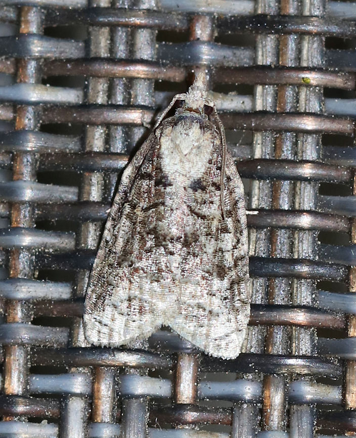 Exasperating Platynota - Platynota exasperatana TL: ~10 mm. FW has dark median area overlaid with black lines. Host: Unknown<br />
<br />
Habitat: Attracted to 395 nm black lights in a semi-rural area Exasperating platynota moth,Geotagged,Platynota exasperatana,Summer,United States,moth,moth week 2019