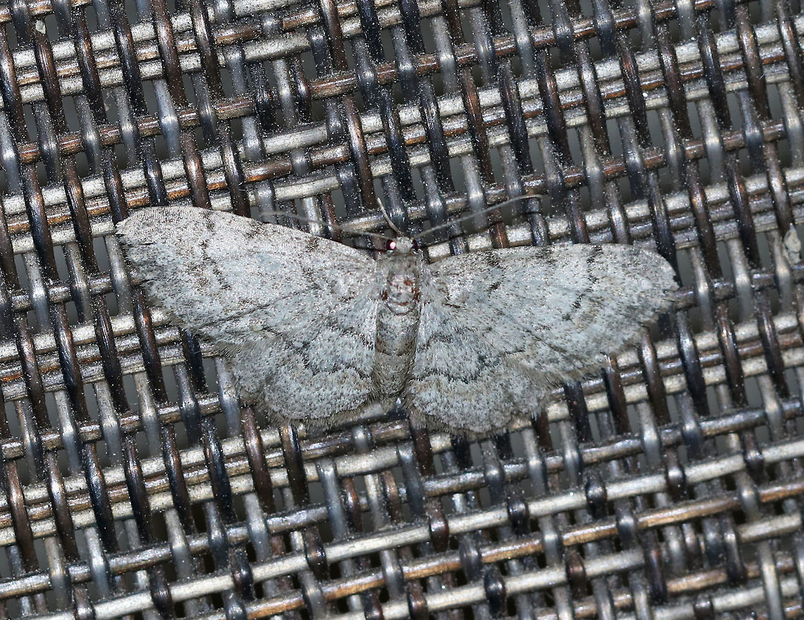 Porcelain Gray- Protoboarmia porcelaria WS: ~30 mm. Peppery-gray wings with blackish marks. Hosts: Deciduous and coniferous trees.<br />
<br />
Habitat: Attracted to a 395 nm LED light in a semi-rural area Geotagged,Porcelain Gray,Protoboarmia porcelaria,Summer,United States,moth,moth week 2019