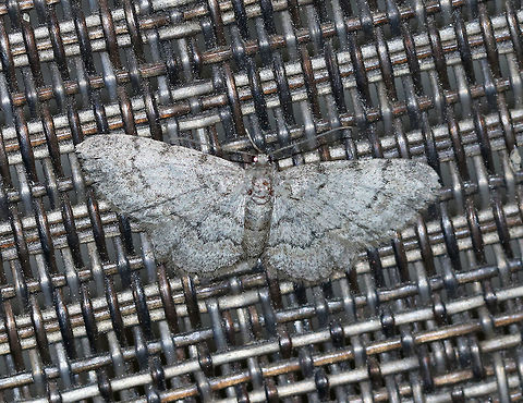 Porcelain Gray- Protoboarmia porcelaria WS: ~30 mm. Peppery-gray wings with blackish marks. Hosts: Deciduous and coniferous trees.

Habitat: Attracted to a 395 nm LED light in a semi-rural area Geotagged,Porcelain Gray,Protoboarmia porcelaria,Summer,United States,moth,moth week 2019