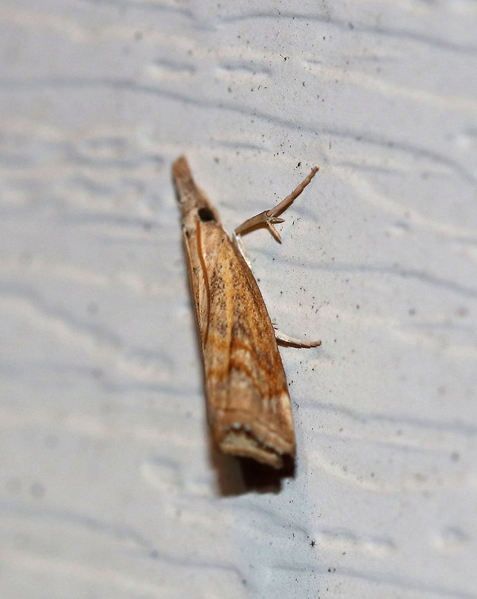 Lesser Vagabond Sod Webworm Moth - Agriphila ruricolella TL: ~10 mm. Tan FW with dusky streaks and angled median and ST lines. Hosts: Grass and sheep sorrel<br />
<br />
Habitat: Attracted to a 395 nm LED light in a rural area Agriphila,Agriphila ruricolella,Geotagged,Lesser Vagabond Sod Webworm Moth,Summer,United States,moth,moth week 2019