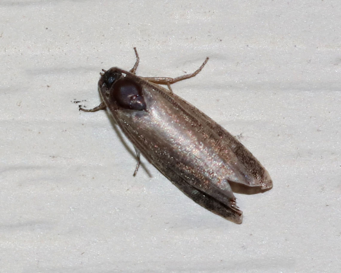 Glistening rustic - Proxenus miranda This individual was pretty worn!<br />
<br />
Habitat: Attracted to a 395 nm LED light in a rural area Geotagged,Glistening rustic,Proxenus miranda,Summer,United States,moth,moth week 2019