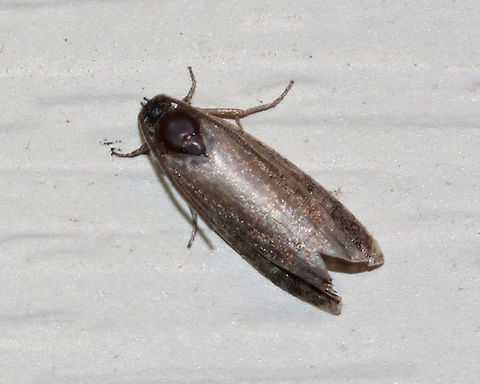 Glistening rustic - Proxenus miranda This individual was pretty worn!

Habitat: Attracted to a 395 nm LED light in a rural area Geotagged,Glistening rustic,Proxenus miranda,Summer,United States,moth,moth week 2019