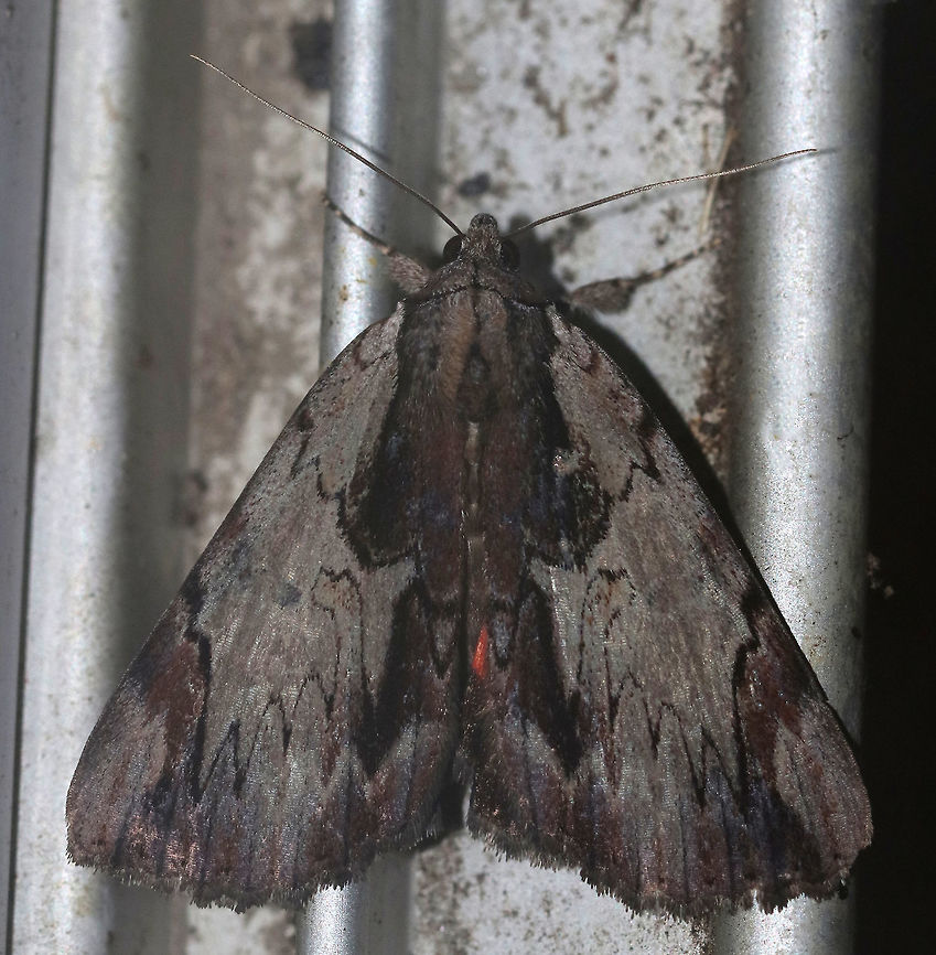 Dark Red Underwing - Catocala ultronia Medium-sized moth with gray-brown coloring. There is a dark brown subapical patch along inner margin. Hindwings are orange-red with black bands.<br />
<br />
Habitat: Resting on the tread for my screen door. I nearly squished it! Attracted to a light in a rural area Catocala ultronia,Dark Red Underwing,Geotagged,Summer,United States,moth,moth week 2019