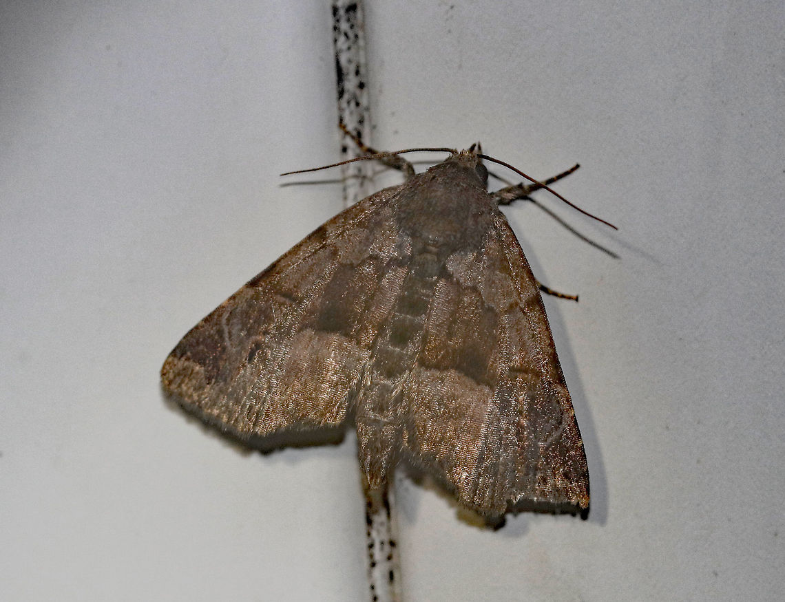 Hops Angleshade - Niphonyx segregata Habitat: Attracted to a 395 nm LED light in a rural area Geotagged,Hops Angleshade,Niphonyx segregata,Summer,United States,moth,moth week 2019