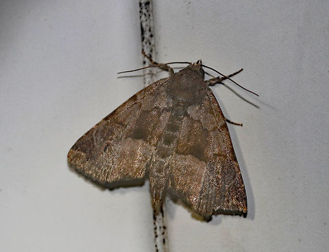 Hops Angleshade - Niphonyx segregata Habitat: Attracted to a 395 nm LED light in a rural area Geotagged,Hops Angleshade,Niphonyx segregata,Summer,United States,moth,moth week 2019