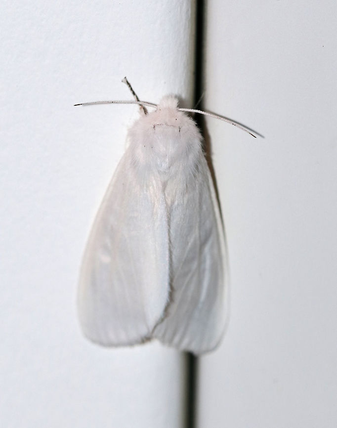 Agreeable Tiger Moth - Spilosoma congrua Total length: 20 mm. Forewings and abdomen were completely white with no spots. Coxa and femur of forelegs were orange.<br />
<br />
Habitat: Attracted to a light in a rural area. Agreeable tiger moth,Geotagged,Spilosoma congrua,Summer,United States,moth,moth week 2019