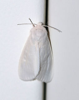 Agreeable Tiger Moth - Spilosoma congrua Total length: 20 mm. Forewings and abdomen were completely white with no spots. Coxa and femur of forelegs were orange.

Habitat: Attracted to a light in a rural area. Agreeable tiger moth,Geotagged,Spilosoma congrua,Summer,United States,moth,moth week 2019