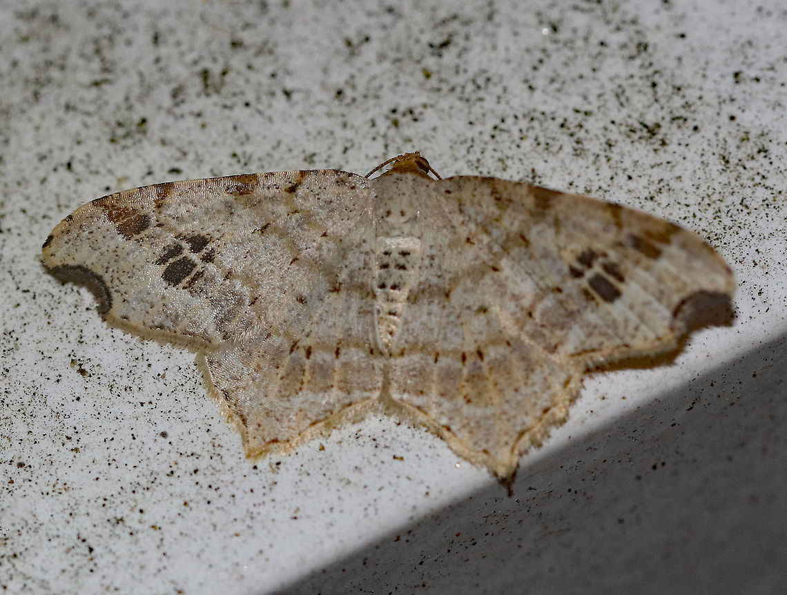 Common Angle Moth - Macaria aemulataria Wingspan 20 mm. Straw-colored forewings have faint brown lines on veins and at costa. The midpoint of the subterminal area is marked with a large, blackish mark. The outer margins have a shallow indentation near the apex.<br />
<br />
Habitat: Attracted to a light in a rural area. Common Angle Moth,Geotagged,Macaria aemulataria,Summer,United States,moth,moth week 2019
