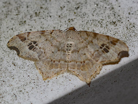 Common Angle Moth - Macaria aemulataria Wingspan 20 mm. Straw-colored forewings have faint brown lines on veins and at costa. The midpoint of the subterminal area is marked with a large, blackish mark. The outer margins have a shallow indentation near the apex.

Habitat: Attracted to a light in a rural area. Common Angle Moth,Geotagged,Macaria aemulataria,Summer,United States,moth,moth week 2019