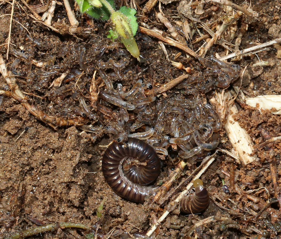 Millipede Giving Birth? I don&#039;t know what kind of millipede this is, but it appeared to have just given birth to many babies.<br />
<br />
Habitat: Soil under a log Geotagged,Spring,United States,millipede