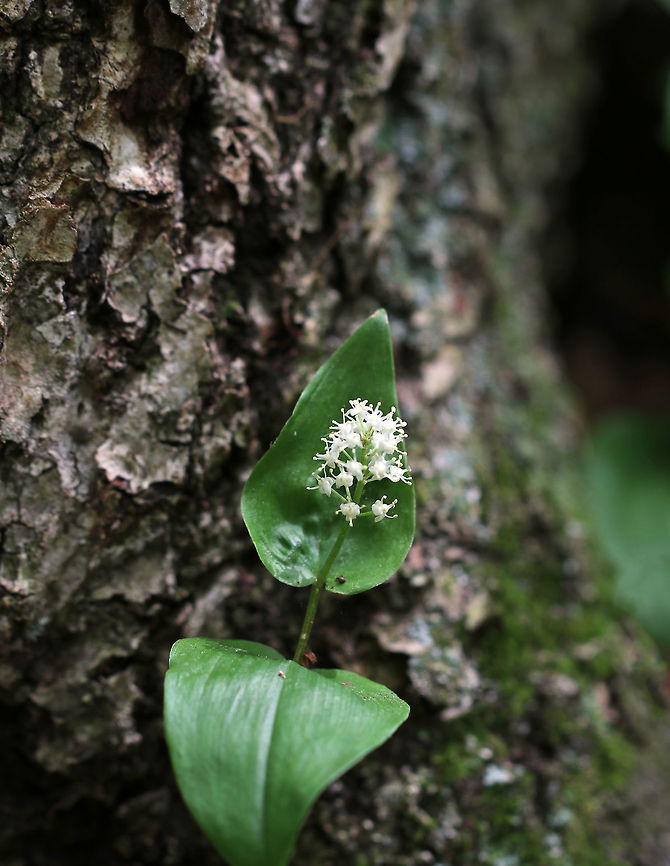 Canada Mayflower - Maianthemum canadense Canada Mayflower is a common, low-growing wildflower that produces white flowers in late spring. It has 1-3 shiny green leaves.<br />
<br />
Habitat: Wet, deciduous forest Canada Mayflower,Geotagged,Maianthemum canadense,Spring,United States