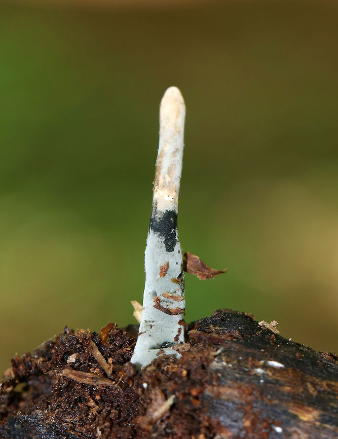 Xylaria sp. Growing on rotting wood in a swampy, mixed forest. It was about 3 cm tall.<br />
<br />
Xylaria polymorpha? Geotagged,Spring,United States,Xylaria,fungus