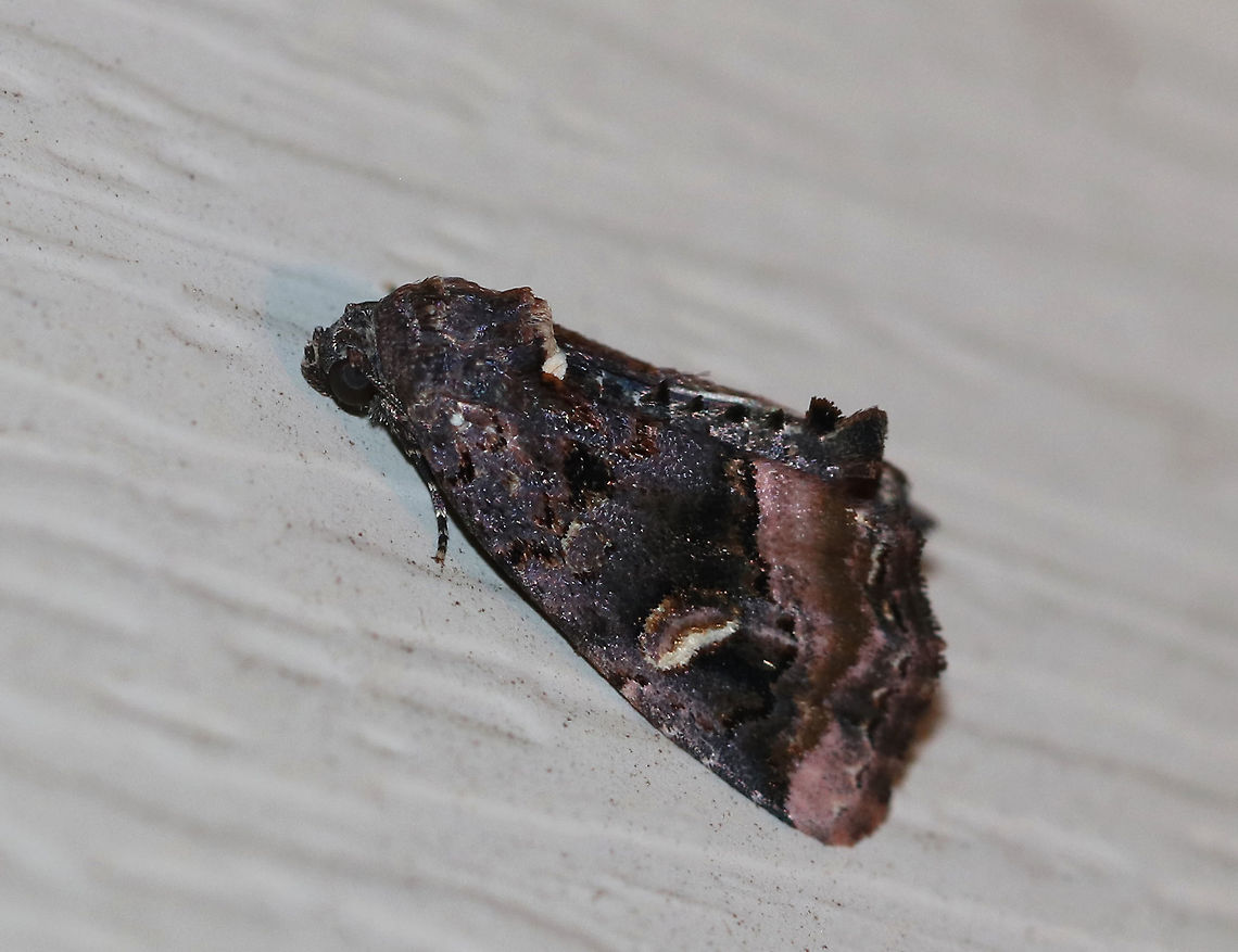Black Wedge-Spot (Homophoberia apicosa) TL: ~12 mm. Dark gray FW with pinkish band beyond wavy PM line. Rests with tip of abdomen slightly above its wings. Host: Smartweed (Polygonum sp.).<br />
<br />
Habitat: Attracted to a 395 nm LED light in a rural area Black wedge-spot,Geotagged,Homophoberia apicosa,Summer,United States,moth,moth week 2019