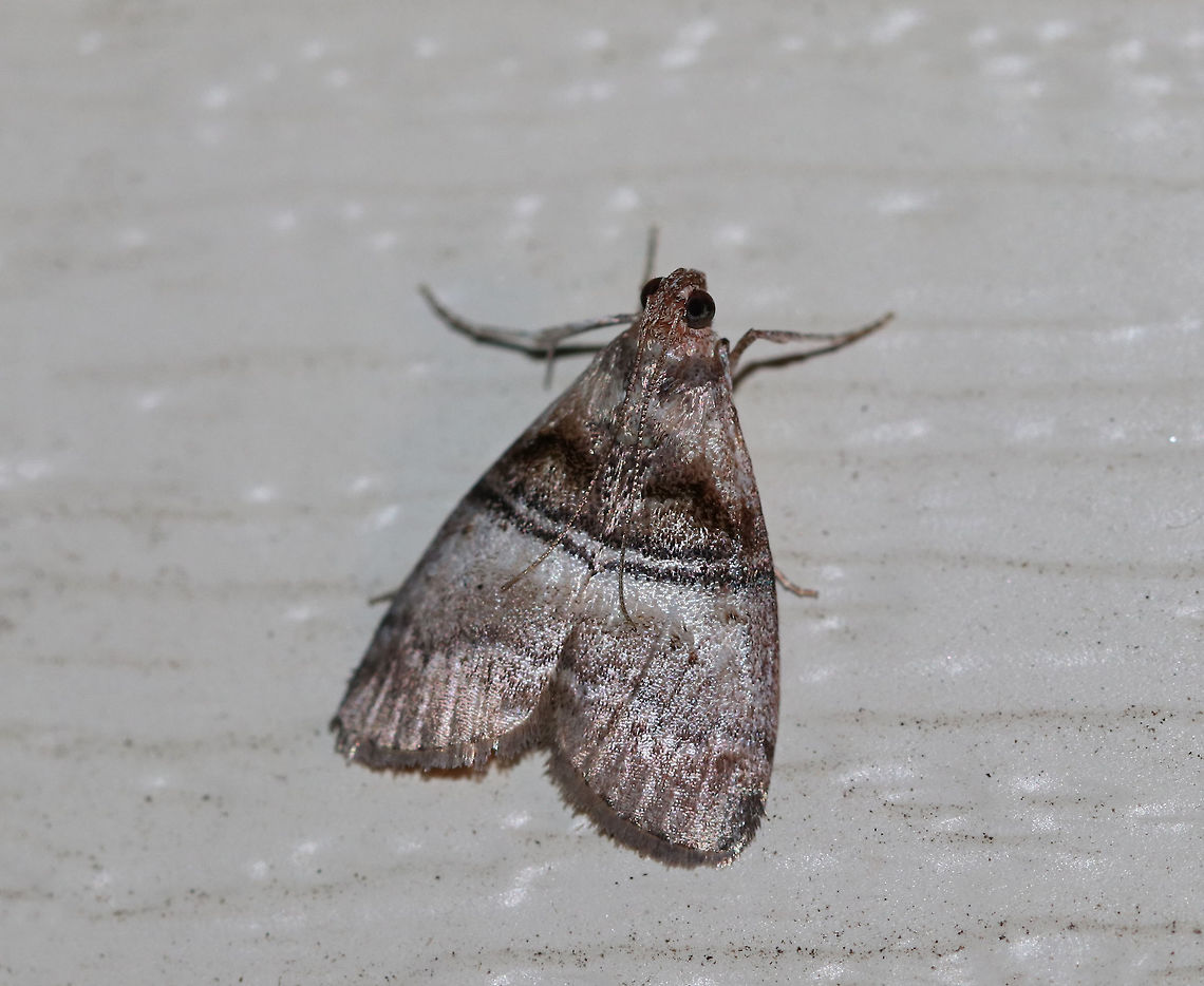 Maple Webworm Moth - Pococera asperatella TL: ~12 mm. Grayish brown FW with wide, white median band. Black AM and PM lines are double. Host: Maple<br />
<br />
Habitat: Attracted to a 395 nm light in a semi-rural area Geotagged,Maple Webworm Moth,Pococera asperatella,Summer,United States,moth,moth week 2019
