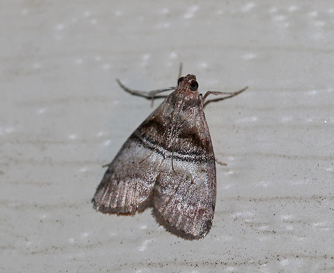 Maple Webworm Moth - Pococera asperatella TL: ~12 mm. Grayish brown FW with wide, white median band. Black AM and PM lines are double. Host: Maple

Habitat: Attracted to a 395 nm light in a semi-rural area Geotagged,Maple Webworm Moth,Pococera asperatella,Summer,United States,moth,moth week 2019