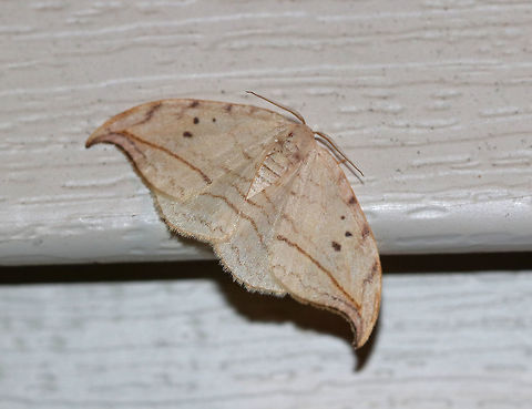 Arched Hooktip - Drepana arcuata Wingspan: ~ 30 mm. Rusty-edged subterminal line on hooked forewing curves toward the apex. Reniform spot has two dots.

Habitat: Attracted to a 395 nm LED light in a semi-rural area. Arched hooktip,Drepana arcuata,Geotagged,Summer,United States,moth,moth week 2019