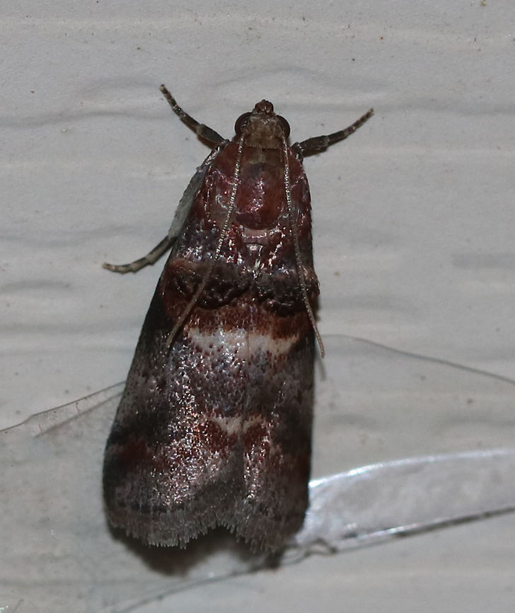 Acrobasis caryalbella Habitat: Attracted to a 395 nm LED light in a rural area. Acrobasis caryalbella,Geotagged,Phycitinae,Pyralidae,Summer,United States,moth,moth week 2019