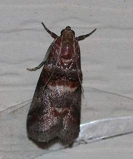 Acrobasis caryalbella