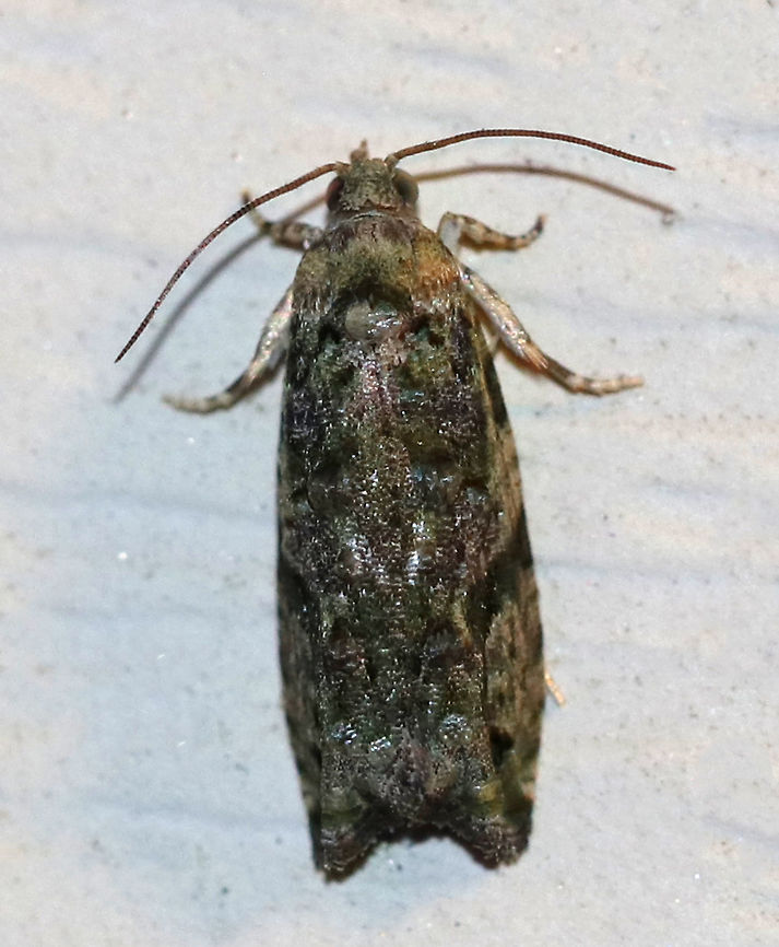 Maple Twig Borer - Proteoteras aesculana TL: ~8 mm. Mottled greenish FW with dark crescent that arcs towards apex. Host: Maple.<br />
<br />
Habitat: Attracted to a 395 nm LED light in a rural area Geotagged,Proteoteras aesculana,Summer,United States,maple twig borer,moth,moth week 2019