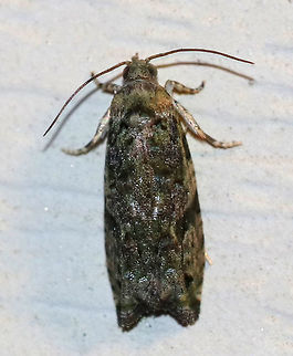 Maple Twig Borer - Proteoteras aesculana TL: ~8 mm. Mottled greenish FW with dark crescent that arcs towards apex. Host: Maple.

Habitat: Attracted to a 395 nm LED light in a rural area Geotagged,Proteoteras aesculana,Summer,United States,maple twig borer,moth,moth week 2019