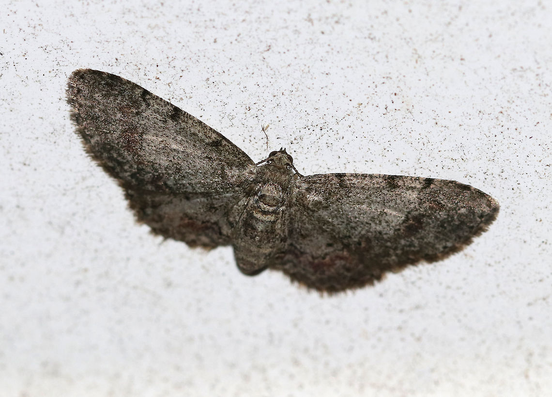 Texas Gray Moth (Glenoides texanaria) I&#039;m not confident of the ID. When I first spotted this moth, I thought it was a pug moth. But, it had brownish coloring that is similar to the Texas Gray. It was about 20 mm wide.<br />
<br />
Habitat: Attracted to a 395 nm LED light in a rural area Geotagged,Glenoides texanaria,Summer,Texas Gray Moth,United States,moth,moth week 2019