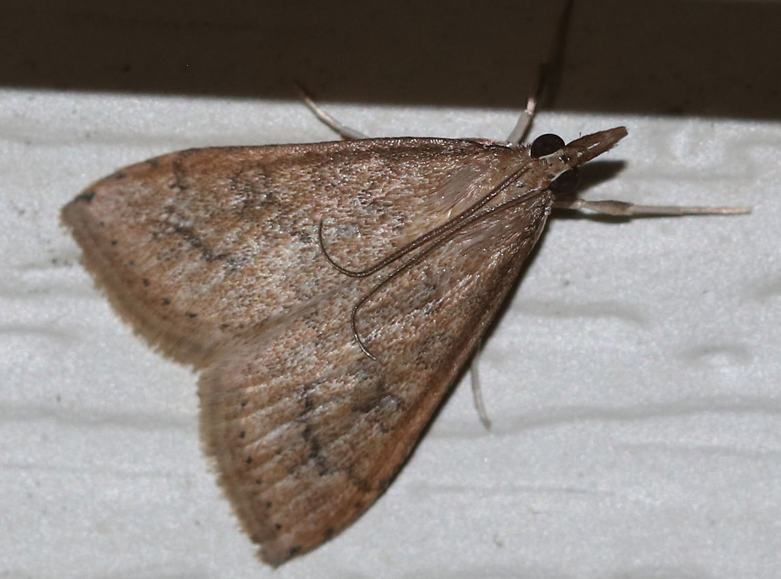 Celery Leaftier Moth (Udea rubigalis) TL: 10 mm. Forewing was reddish tan with dusky lines. Reniform spot is figure eight-shaped.<br />
<br />
Habitat: Attracted to a 395 nm LED light in a rural area Celery leaftier,Geotagged,Summer,Udea,Udea rubigalis,United States,moth,moth week 2019