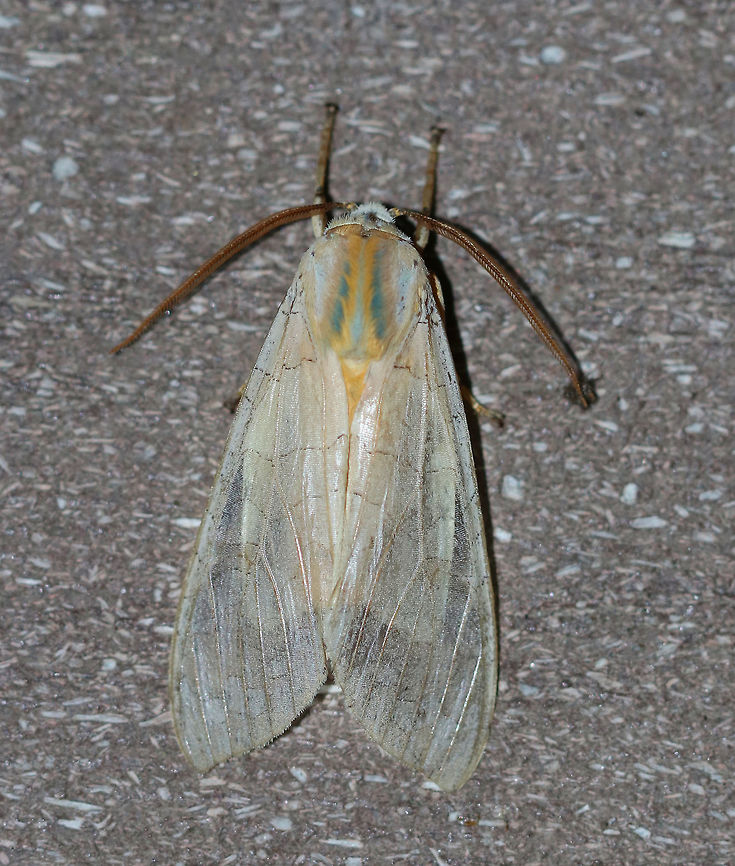 Banded Tussock Moth - Halysidota tessellaris <br />
Total length: ~25 mm. Pale pinkish tan forewing with irregular pattern of slightly darker bands. Thorax has blue and yellow dorsal stripes. Orange, fuzzy abdomen.<br />
<br />
Habitat: Attracted to a 395 nm LED light in a rural area. Banded tussock moth,Geotagged,Halysidota tessellaris,Summer,United States,moth,moth week 2019