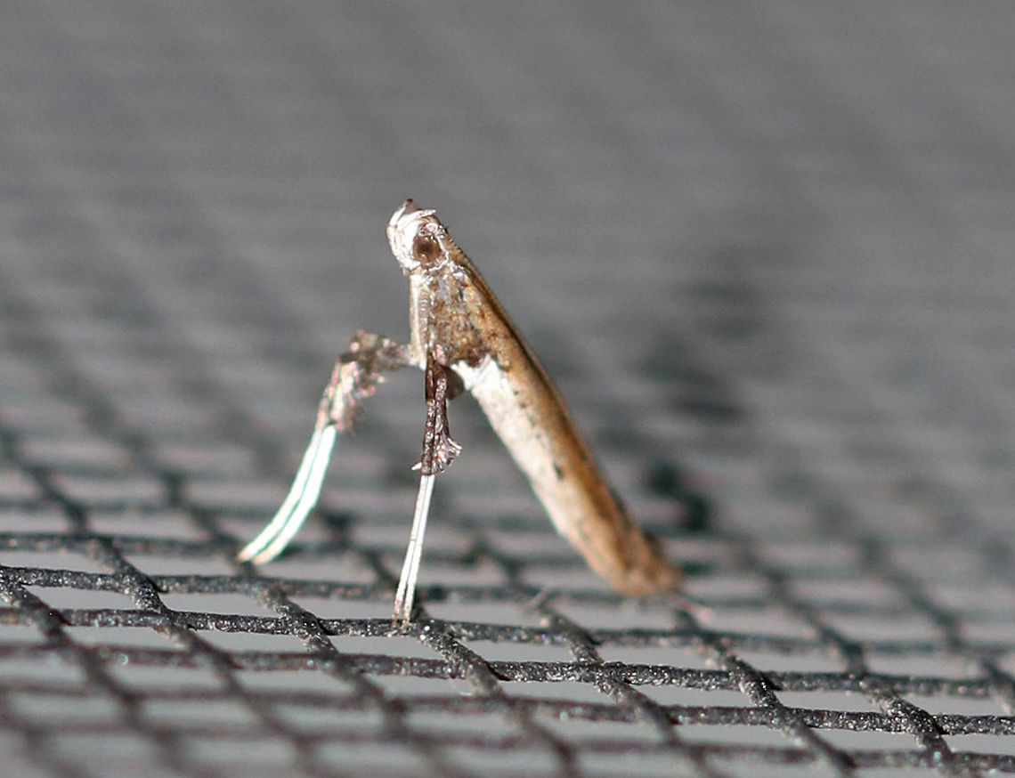 Tick-Trefoil Caloptilia - Caloptilia violacella TL: ~6 mm. Bronzy brown FW with black dot in central median area. Host: Tick Trefoil<br />
<br />
Habitat: Attracted to a 395 nm LED light in a rural area Caloptilia violacella,Geotagged,Gracillariidae,Summer,Tick-Trefoil Caloptilia,United States,moth,moth week 2019