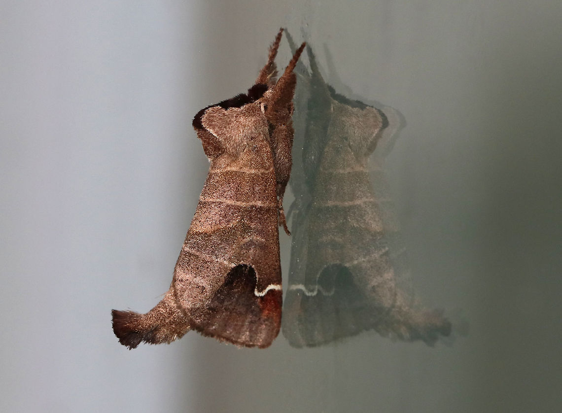 Sigmoid prominent - Clostera albosigma TL: ~18 mm. Brown FW with pale, parallel lines. Chestnut subapical patch extends beyond white, S-shaped outer PM line. Outer half of ST area is shaded with violet gray. Hosts: Aspen, poplar, and willow.<br />
<br />
Habitat: Attracted to a 395 nm LED light in a semi-rural area<br />
<figure class="photo"><a href="https://www.jungledragon.com/image/82070/sigmoid_prominent_-_clostera_albosigma.html" title="Sigmoid prominent - Clostera albosigma"><img src="https://s3.amazonaws.com/media.jungledragon.com/images/3232/82070_thumb.jpg?AWSAccessKeyId=05GMT0V3GWVNE7GGM1R2&Expires=1759968010&Signature=Hugw6kU8mIp4XGXUtHoCSc%2F7lJg%3D" width="134" height="152" alt="Sigmoid prominent - Clostera albosigma TL: ~18 mm. Brown FW with pale, parallel lines. Chestnut subapical patch extends beyond white, S-shaped outer PM line. Outer half of ST area is shaded with violet gray. Hosts: Aspen, poplar, and willow.<br />
<br />
Habitat: Attracted to a 395 nm LED light in a semi-rural area<br />
https://www.jungledragon.com/image/82069/sigmoid_prominent_-_clostera_albosigma.html Clostera albosigma,Geotagged,Sigmoid prominent,Summer,United States,moth,moth week 2019" /></a></figure> Clostera albosigma,Geotagged,Sigmoid prominent,Summer,United States,moth,moth week 2019