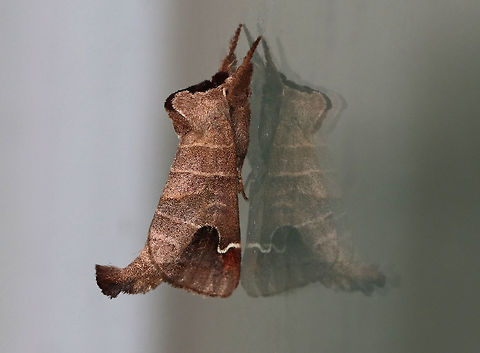 Sigmoid prominent - Clostera albosigma TL: ~18 mm. Brown FW with pale, parallel lines. Chestnut subapical patch extends beyond white, S-shaped outer PM line. Outer half of ST area is shaded with violet gray. Hosts: Aspen, poplar, and willow.

Habitat: Attracted to a 395 nm LED light in a semi-rural area
https://www.jungledragon.com/image/82070/sigmoid_prominent_-_clostera_albosigma.html Clostera albosigma,Geotagged,Sigmoid prominent,Summer,United States,moth,moth week 2019