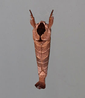 Sigmoid prominent - Clostera albosigma TL: ~18 mm. Brown FW with pale, parallel lines. Chestnut subapical patch extends beyond white, S-shaped outer PM line. Outer half of ST area is shaded with violet gray. Hosts: Aspen, poplar, and willow.

Habitat: Attracted to a 395 nm LED light in a semi-rural area
https://www.jungledragon.com/image/82069/sigmoid_prominent_-_clostera_albosigma.html Clostera albosigma,Geotagged,Sigmoid prominent,Summer,United States,moth,moth week 2019