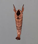 Sigmoid prominent - Clostera albosigma TL: ~18 mm. Brown FW with pale, parallel lines. Chestnut subapical patch extends beyond white, S-shaped outer PM line. Outer half of ST area is shaded with violet gray. Hosts: Aspen, poplar, and willow.<br />
<br />
Habitat: Attracted to a 395 nm LED light in a semi-rural area<br />
https://www.jungledragon.com/image/82069/sigmoid_prominent_-_clostera_albosigma.html Clostera albosigma,Geotagged,Sigmoid prominent,Summer,United States,moth,moth week 2019