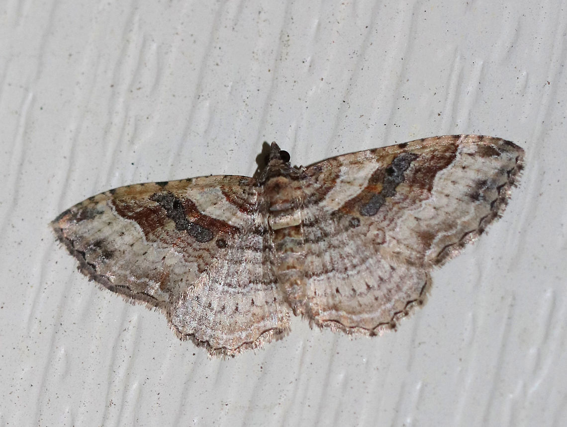 Bent-line Carpet Moth - Costaconvexa centrostrigaria Brown moth with an approximately 2 cm wingspan. The antemedial and postmedial lines form dark brown bands. The postmedial line ends midway across the wing. All four wings have small, black discal spots.<br />
<br />
Habitat: Attracted to a 395 nm LED light Bent-line Carpet Moth,Costaconvexa centrostrigaria,Geotagged,Summer,United States,moth,moth week 2019