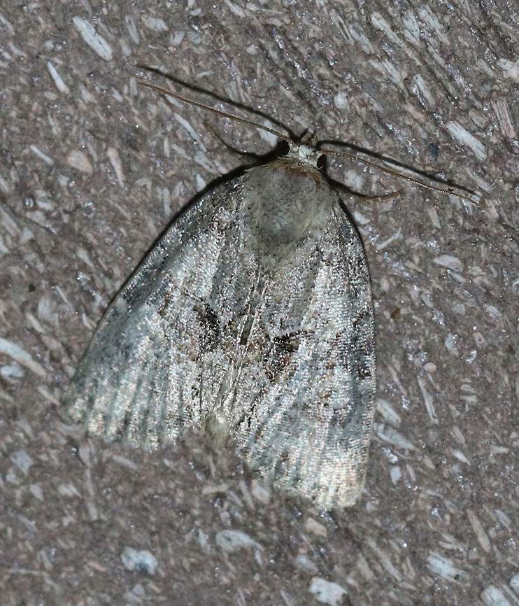Exhausted Brocade - Neoligia exhausta <br />
TL: ~13 mm. Gray FW with darker brown median area. Pale reniform spot is partly filled with yellowish brown scales. <br />
<br />
Habitat: Attracted to a 395 nm LED light in a semi-rural area Exhausted brocade,Geotagged,Neoligia exhausta,Summer,United States,moth,moth week 2019