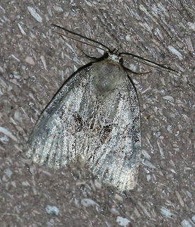 Exhausted Brocade - Neoligia exhausta 
TL: ~13 mm. Gray FW with darker brown median area. Pale reniform spot is partly filled with yellowish brown scales. 

Habitat: Attracted to a 395 nm LED light in a semi-rural area Exhausted brocade,Geotagged,Neoligia exhausta,Summer,United States,moth,moth week 2019