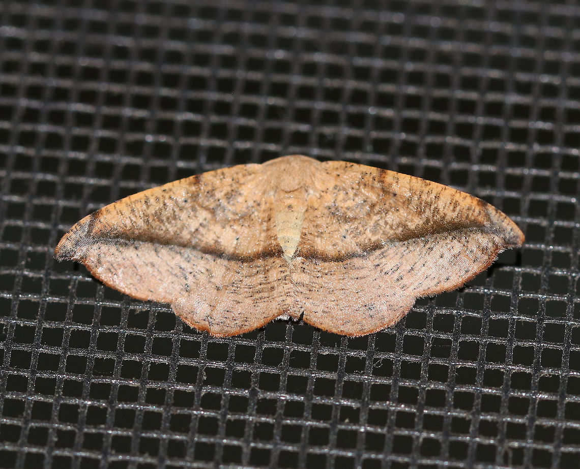 Juniper-Twig Geometer - Patalene olyzonaria Total Wingspan: ~35 mm. Tan/orange forewings with a faint antemedial line and a bold blackish postmedial line that kinks inward before reaching the costa. The subterminal area had some black blotches. Apex is hooked. Hosts: Juniper, white cedar, and possibly pine.<br />
<br />
Habitat: Attracted to a light in a rural area. Geotagged,Juniper-twig geometer,Patalene olyzonaria,Summer,United States,moth,moth week 2019