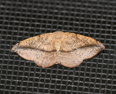 Juniper-Twig Geometer - Patalene olyzonaria Total Wingspan: ~35 mm. Tan/orange forewings with a faint antemedial line and a bold blackish postmedial line that kinks inward before reaching the costa. The subterminal area had some black blotches. Apex is hooked. Hosts: Juniper, white cedar, and possibly pine.

Habitat: Attracted to a light in a rural area. Geotagged,Juniper-twig geometer,Patalene olyzonaria,Summer,United States,moth,moth week 2019