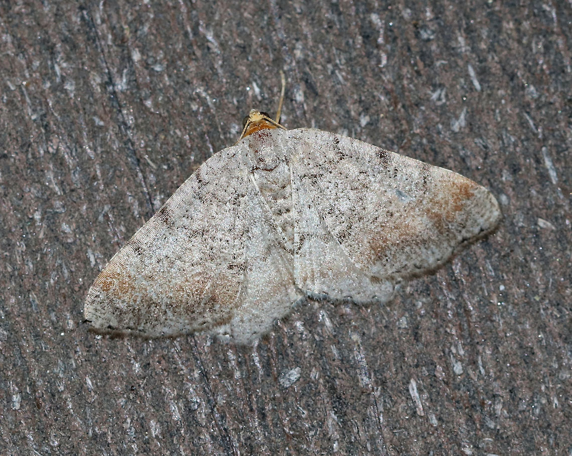 Minor Angle - Macaria minorata WS: ~20 mm. Peppery FW with jagged lines most obvious at costa. Warm brown ST band. Hosts: Red and white pine. <br />
<br />
Habitat: Attracted to a 395 nm LED light in a semi-rural area Geotagged,Macaria minorata,Summer,United States,moth,moth week 2019
