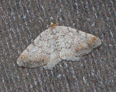 Minor Angle - Macaria minorata WS: ~20 mm. Peppery FW with jagged lines most obvious at costa. Warm brown ST band. Hosts: Red and white pine. 

Habitat: Attracted to a 395 nm LED light in a semi-rural area Geotagged,Macaria minorata,Summer,United States,moth,moth week 2019