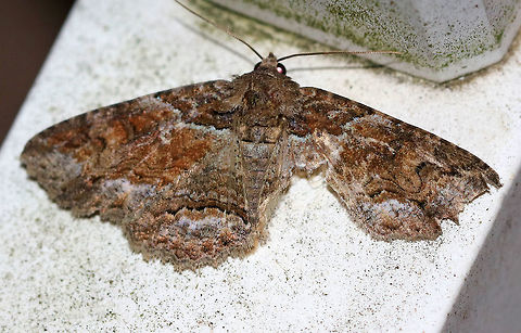 Zale minerea - Colorful Zale WS: ~45 mm. Very variable pattern. Hosts: Birch, willow, and other hardwood trees.

Habitat: Attracted to a 395 nm LED light in a semi-rural area Geotagged,Summer,United States,Zale minerea,colorful zale,moth,moth week 2019,zale