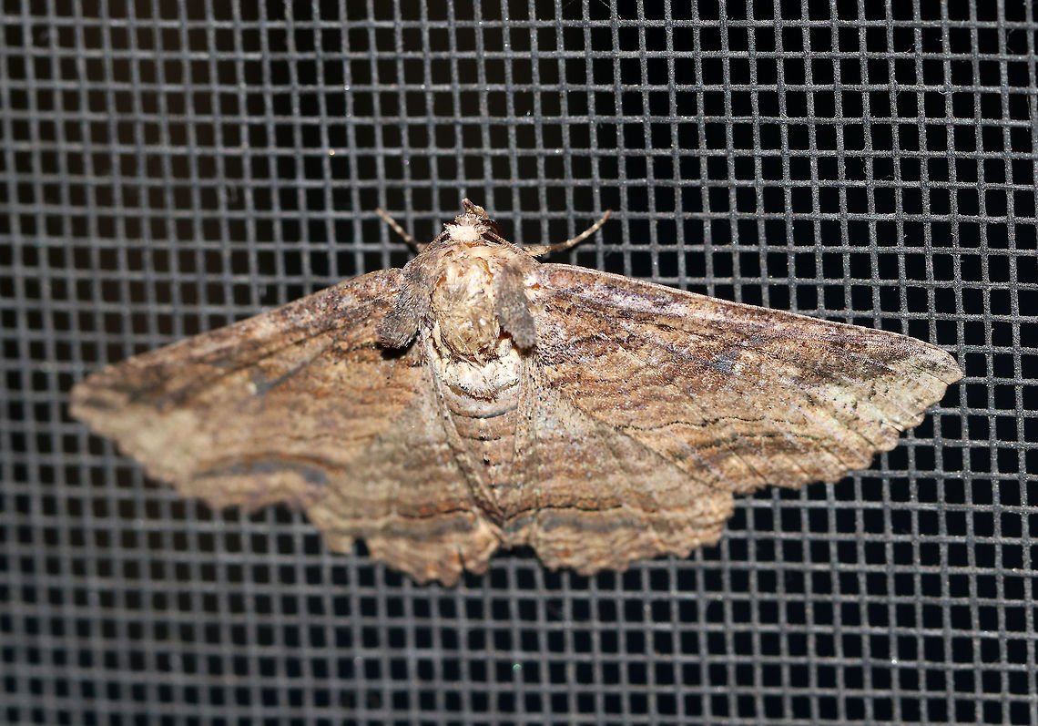 Lunate Zale - Zale lunata WS: ~50 mm. Brown forewings had a bark-like pattern of thin, wavy, black lines. Double ST line was boldest from the midpoint of the outer margin to the inner margin.<br />
<br />
Habitat: Attracted to a 395 nm LED light in a semi-rural area Geotagged,Summer,United States,Zale lunata,moth,moth week 2019