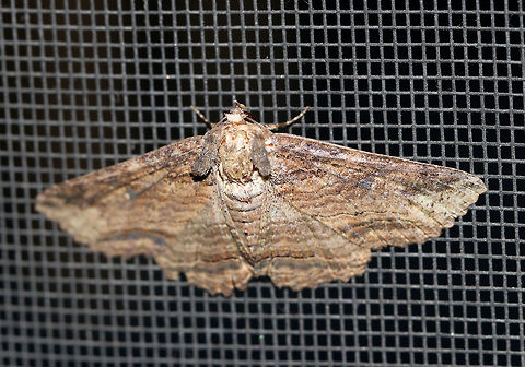 Lunate Zale - Zale lunata WS: ~50 mm. Brown forewings had a bark-like pattern of thin, wavy, black lines. Double ST line was boldest from the midpoint of the outer margin to the inner margin.

Habitat: Attracted to a 395 nm LED light in a semi-rural area Geotagged,Summer,United States,Zale lunata,moth,moth week 2019