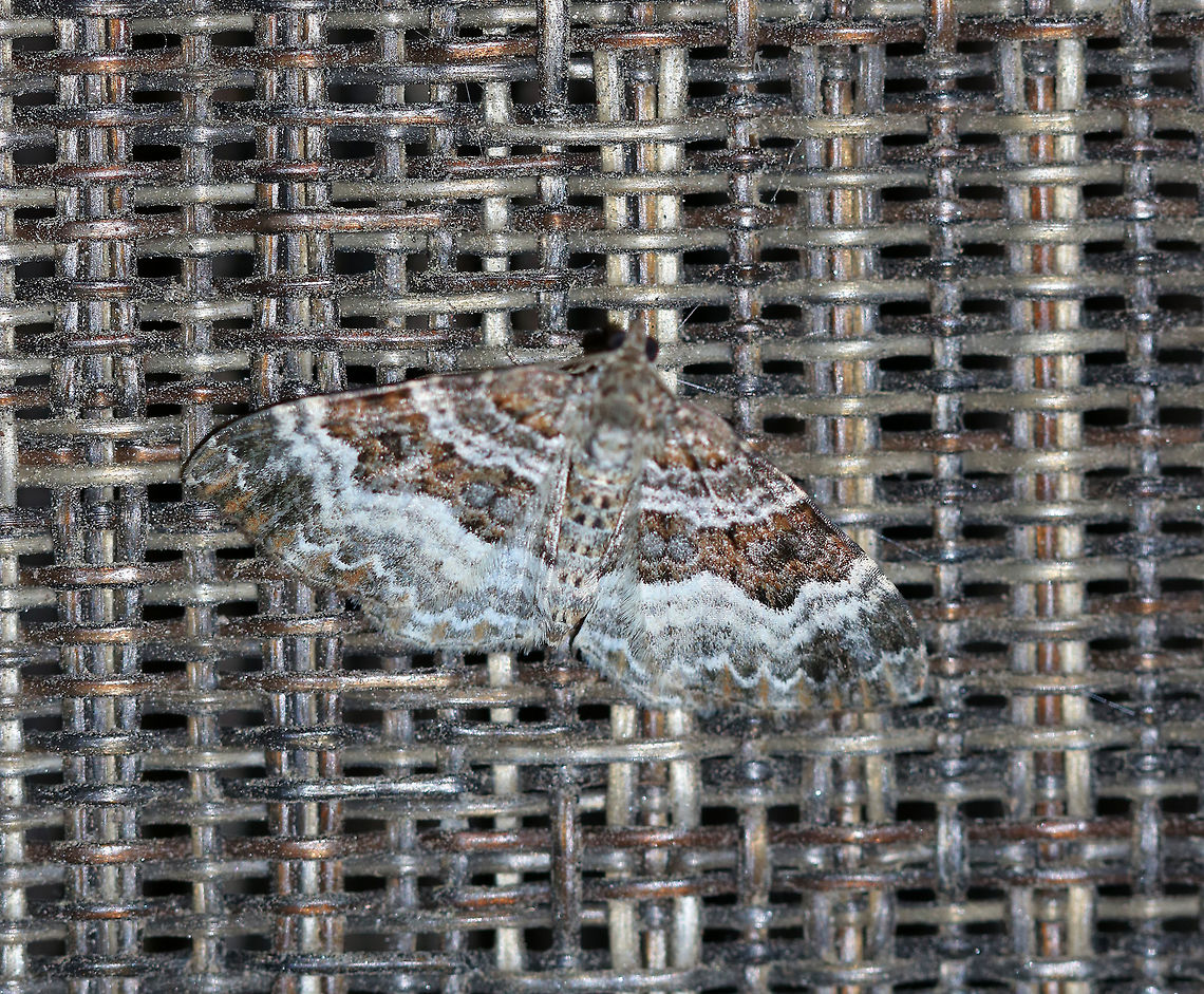 Common Carpet - Epirrhoe alternata <br />
Wingspan: ~30 mm. Forewing has AM and PM lines that are thickly edged with white. Subterminal and terminal areas are brownish.<br />
<br />
Habitat: Attracted to a 395 nm LED light in a semi-rural area Common Carpet,Epirrhoe alternata,Geotagged,Summer,United States,moth,moth week 2019