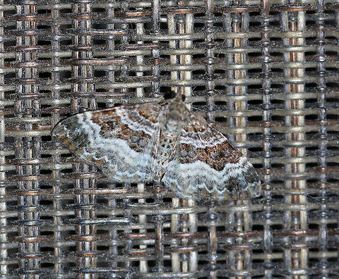 Common Carpet - Epirrhoe alternata 
Wingspan: ~30 mm. Forewing has AM and PM lines that are thickly edged with white. Subterminal and terminal areas are brownish.

Habitat: Attracted to a 395 nm LED light in a semi-rural area Common Carpet,Epirrhoe alternata,Geotagged,Summer,United States,moth,moth week 2019