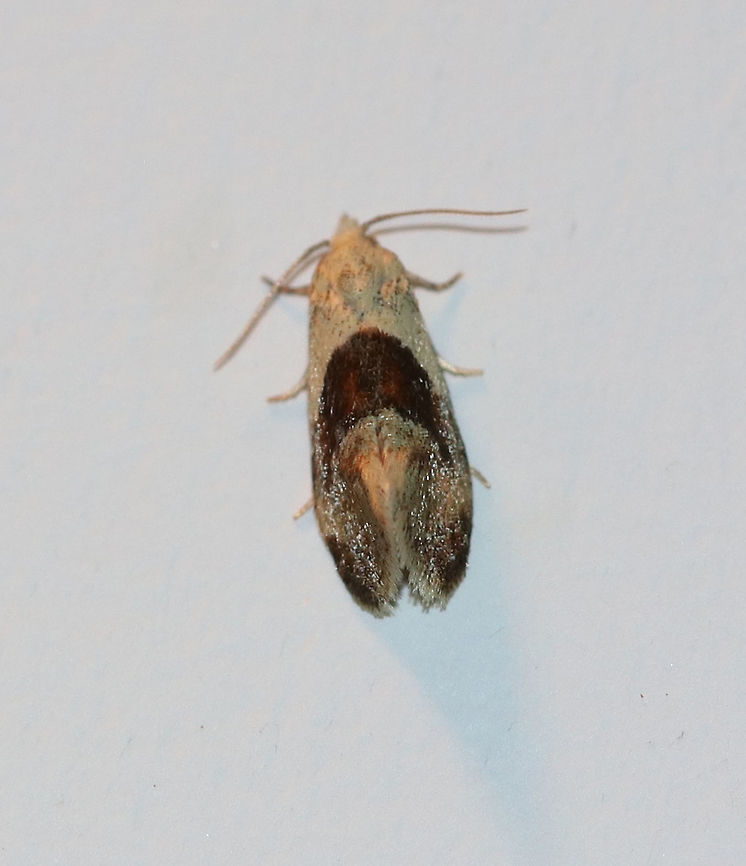 Broad-patched Eugnosta - Eugnosta sartana TL: ~ 10 mm.<br />
<br />
Habitat: Attracted to a 395 nm LED light in a semi-rural area Broad-patch Carolella,Broad-patched Eugnosta,Eugnosta sartana,Geotagged,Summer,United States,moth,moth week 2019