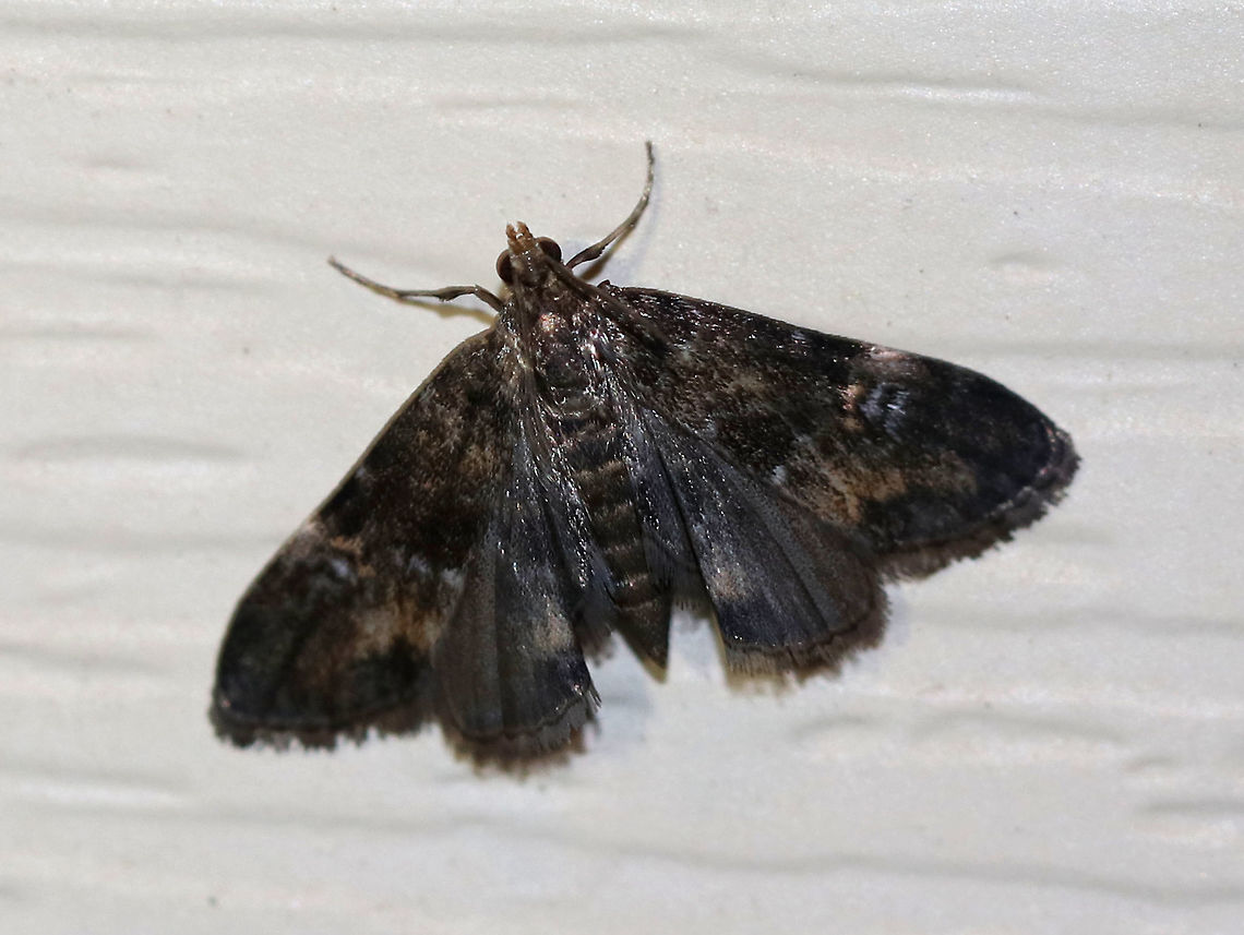 Black Duckweed Moth - Elophila tinealis Total length: 5 mm. Tiny, blackish forewing with whitish blue spots in median area. Short antennae. <br />
<br />
Attracted to a light in a rural area. Black Duckweed Moth,Elophila tinealis,Geotagged,Summer,United States,moth,moth week 2019